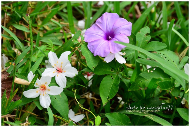 嘉義圓仔林油桐花29.jpg