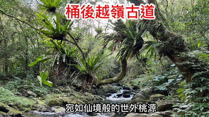 桶後越嶺古道 宛如仙境般的世外桃源 植物生態豐富 礁溪端來回