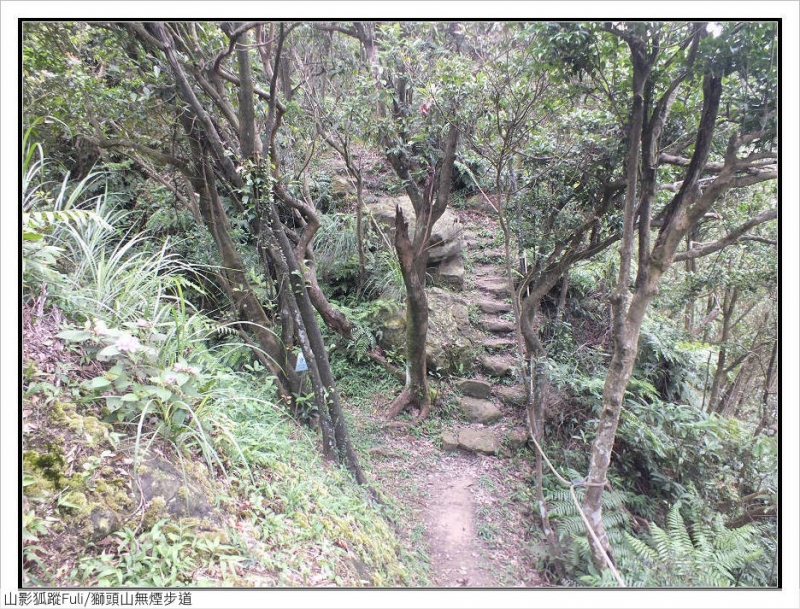 獅頭山無菸步道 (26).jpg - 獅頭山野牡丹