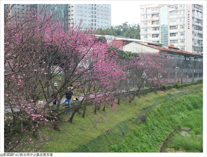 白雲古道 (2).JPG - 康誥坑溪山櫻花