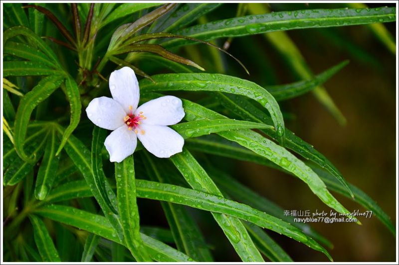 幸福山丘桐花開03.JPG