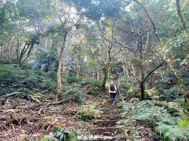 【新竹竹東】五指山登山步道