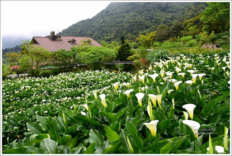 竹子湖海芋 (9).JPG