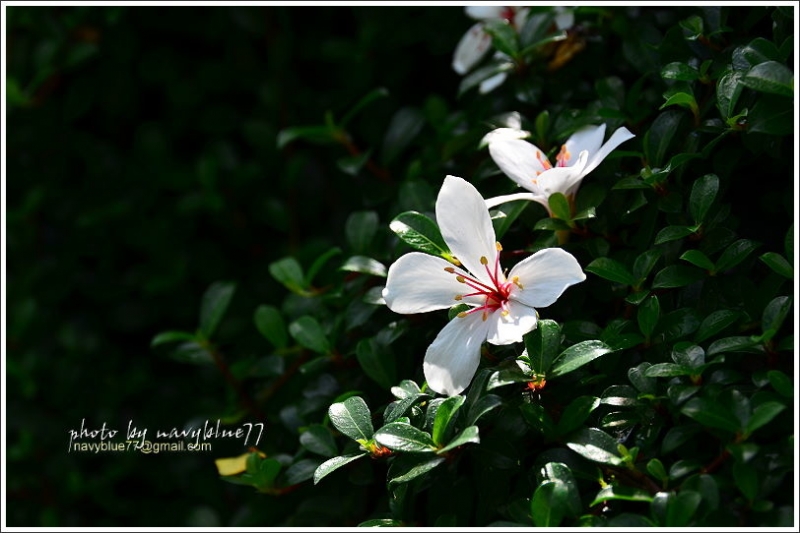 圓仔林幸福山丘油桐花46.JPG