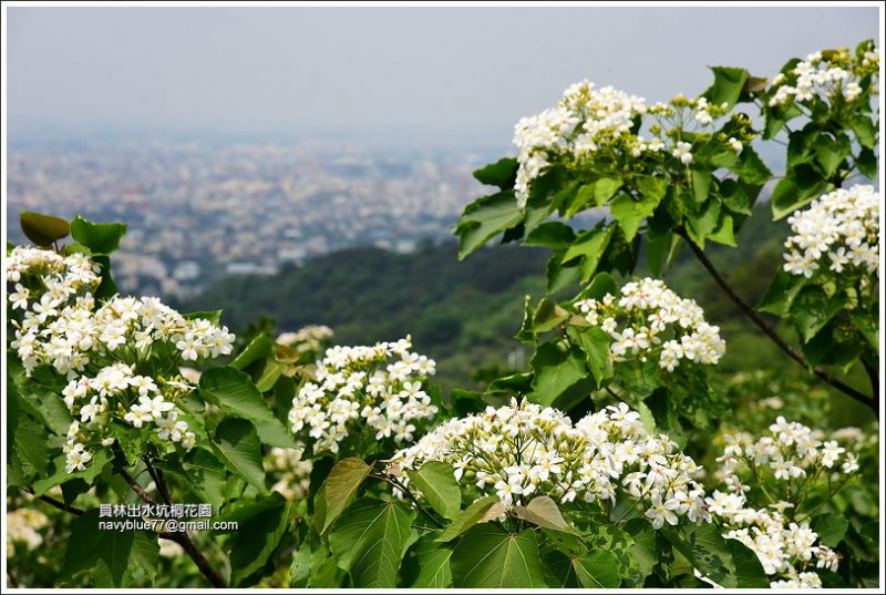 員林出水坑桐花園 (7).JPG