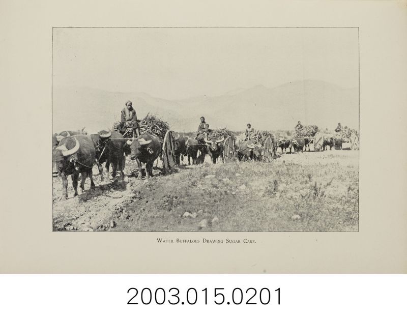臺灣不產馬匹，因此古早時候的臺灣人如果要出遠門，便以牛車代步。本照片攝於1896...