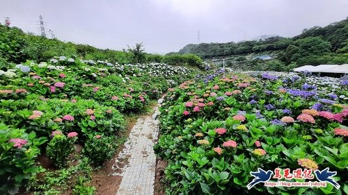 新北市 高家繡球花田萬里園區 全台最美繡球花海步道 健行筆記