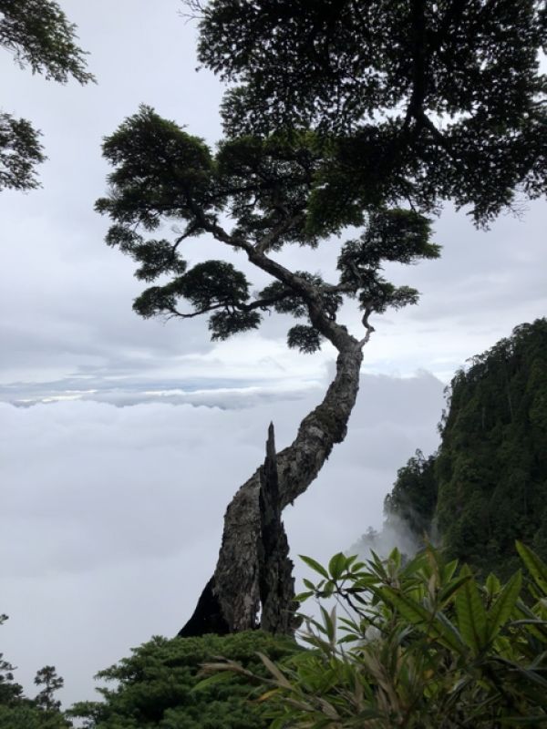 DSCN4675A.jpg - 台中和平武陵四秀之二秀(DAY-2 桃山、詩崙山、喀拉業山)