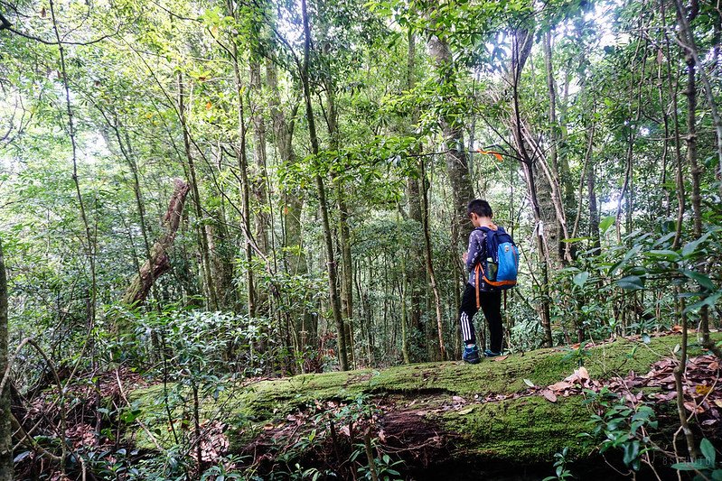 嘉義 芙蓉山舊路 天福山 健行筆記