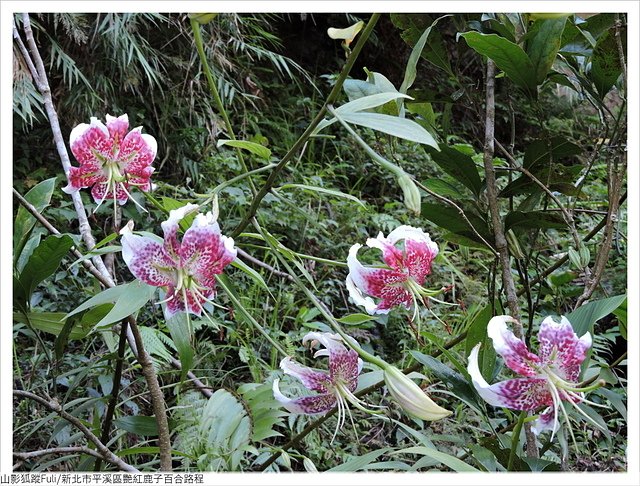 靈巖寺艷紅 (18).JPG - 艷紅鹿子百合花影