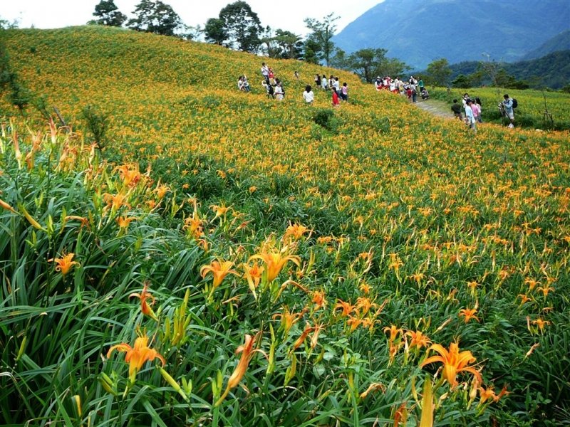 太麻里金針山木馬步道（漫遊縱谷 愛在花東）