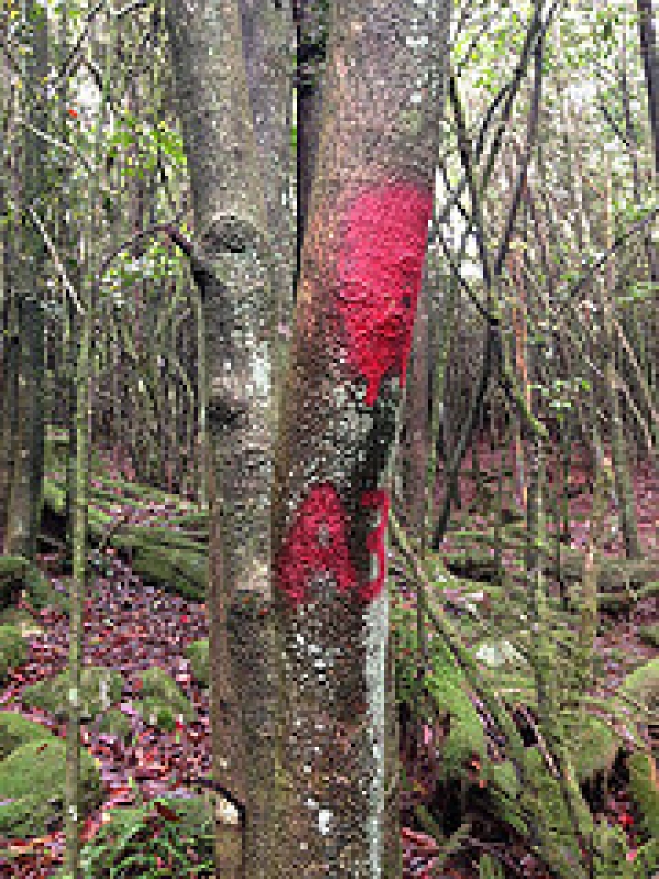 紅漆也來到原始森林。