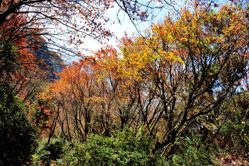 2021 D1219 鳶嘴稍來再楓一波 順訪 稍來山神木