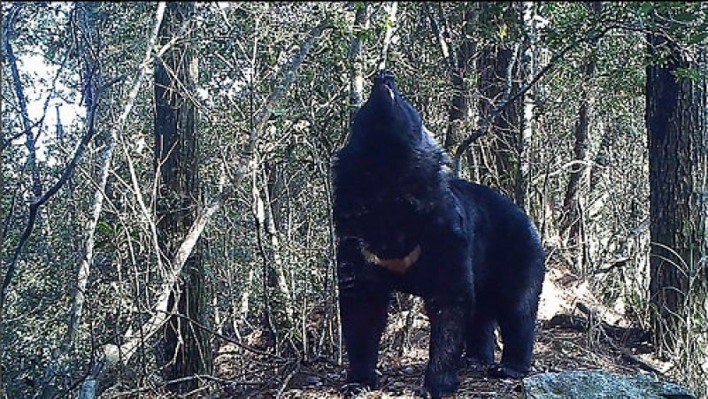 大雪山上的台灣黑熊，炫耀深V的魅力。