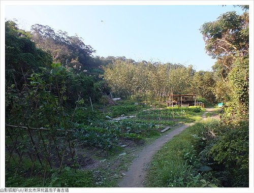 炮子崙古道 (47).JPG - 炮子崙古道