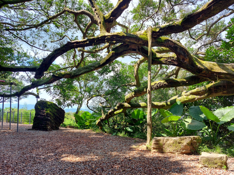 微笑山線：【大棟山系】百年大榕樹段