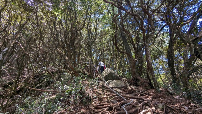 【臺中】和平橫沙笛縱走｜橫嶺山｜沙蓮山｜笛吹山