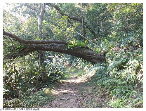 炮子崙古道 (24).JPG - 炮子崙古道