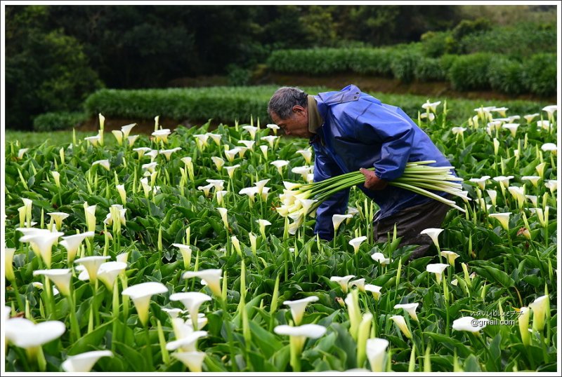 竹子湖海芋 (39).JPG