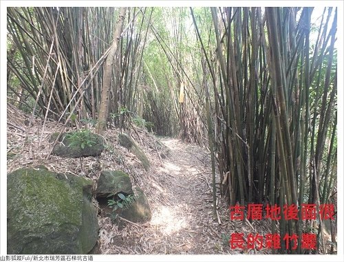 石梯坑古道 (60).JPG - 石梯坑古道