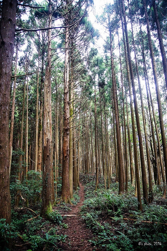 高島觀景台途中展望