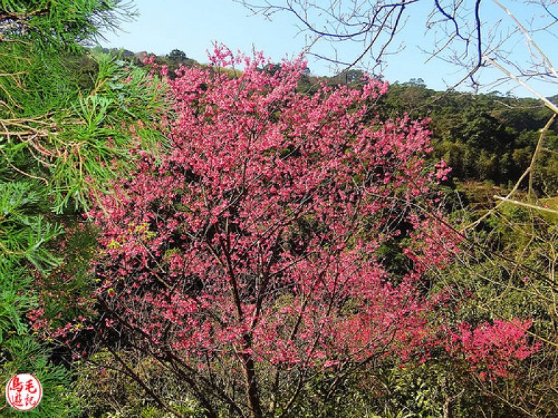 萬壽山櫻花林 (7).jpg