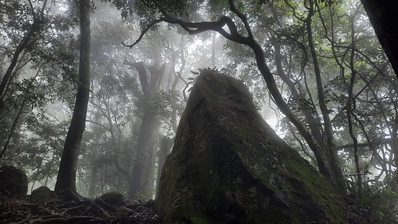 《新竹》不見五指|北埔五指山登山步道上中指峰