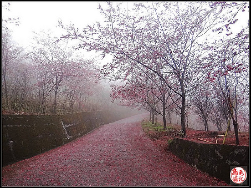 碧絡角環山櫻花步道 (26).jpg