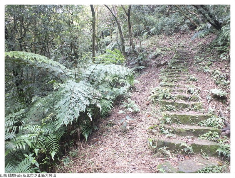 大尖山櫻花 (8).JPG - 大尖山櫻花