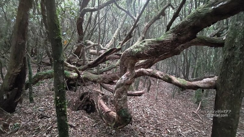 沙蓮山橫嶺山 (60).jpg