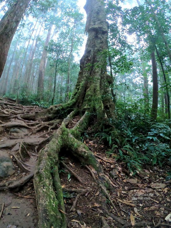 北得拉曼內鳥嘴山 (13).JPG