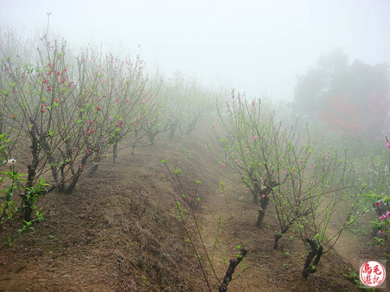 迷霧杏花林 (3).jpg