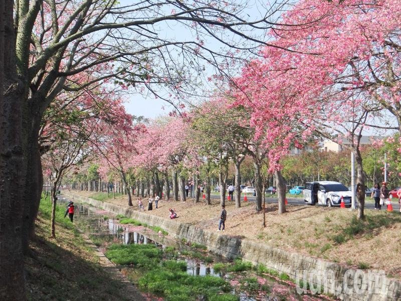 賞花 超夢幻虎尾美人花道花季媲美日本櫻花道 健行筆記