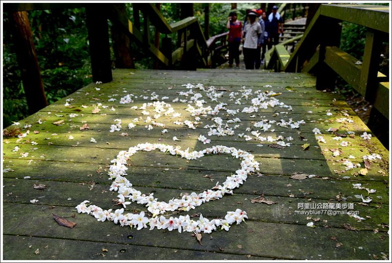 阿里山公路龍美步道桐花開 (9).JPG