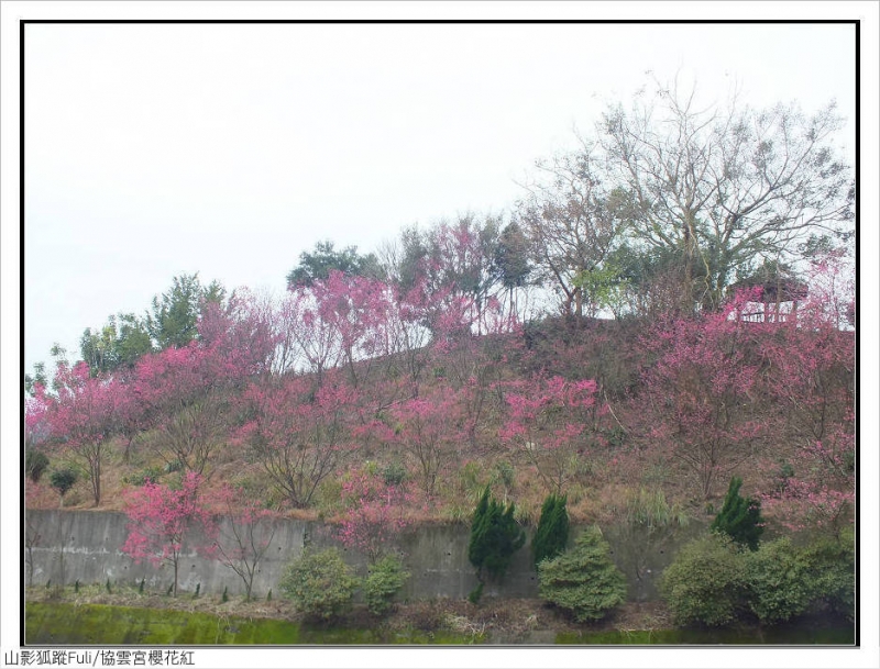 協雲宮櫻花 (13).jpg - 協雲宮櫻花嫣紅