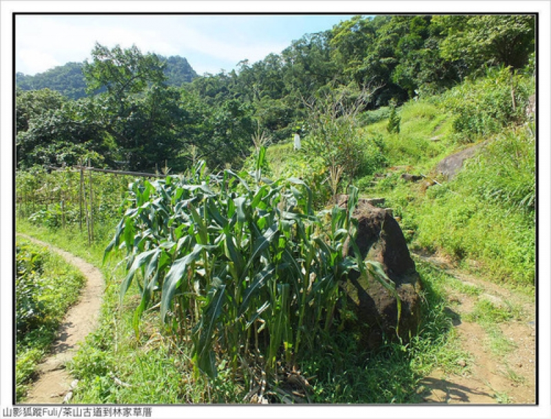 林家草厝 (7).jpg - 林家草厝