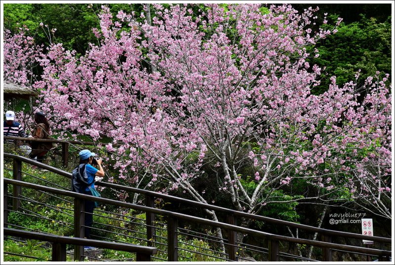 阿里山公路賞櫻II (29).JPG