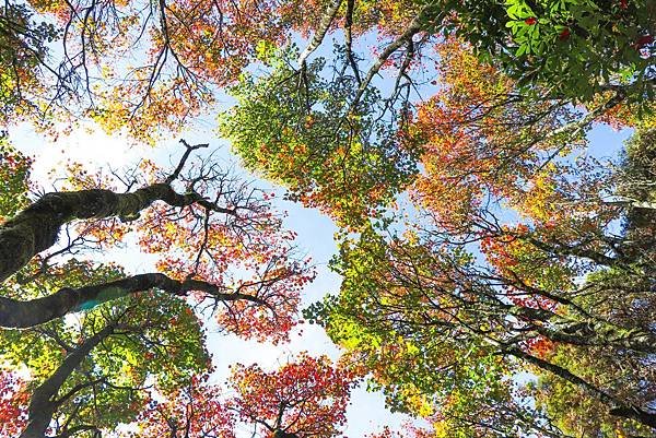 【大雪山】大雪山步道懶人包整理~鳶嘴山、橫嶺山、稍來山步道、長壽山、鳶嘴山西陵線，大雪山免門票熱門推薦步道。