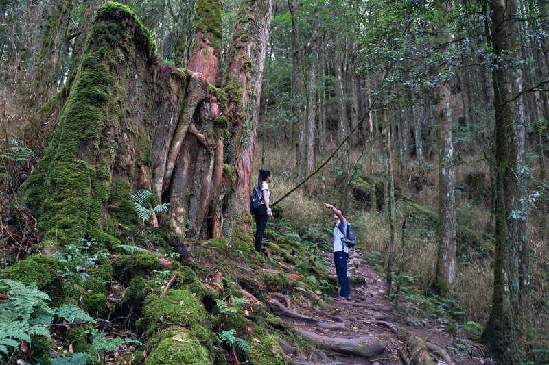 八仙山與高山症