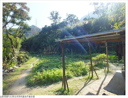 炮子崙古道 (37).JPG - 炮子崙古道