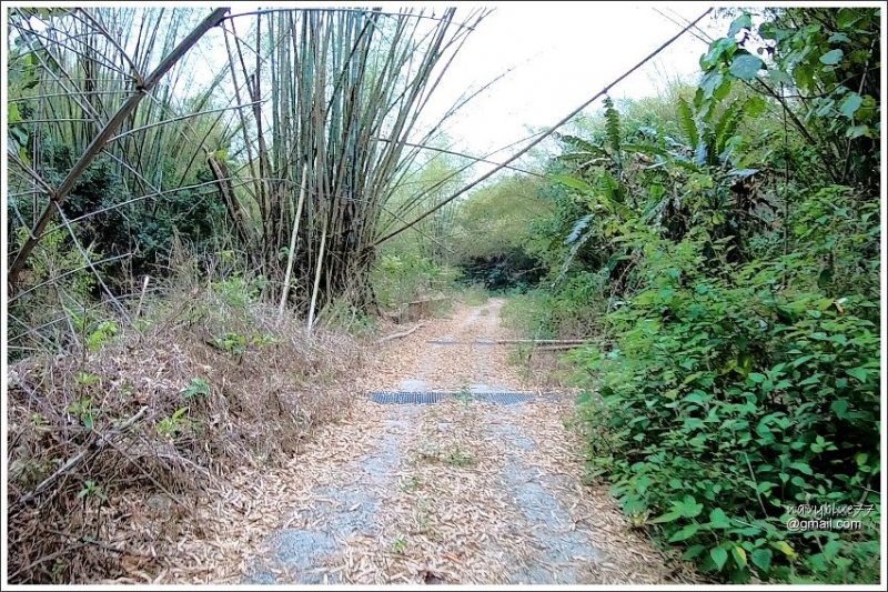 林安森林步道 (29).JPG