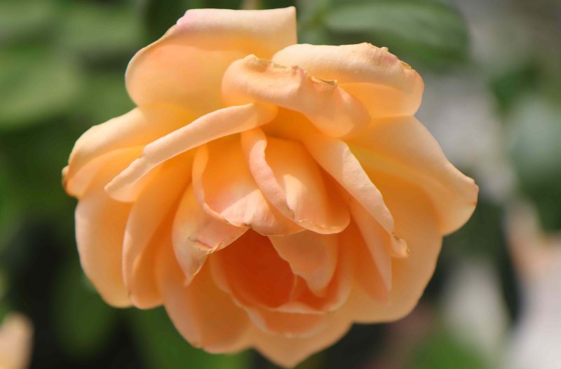 a2ded6597734c05e803eb6558a99ca27.jpg