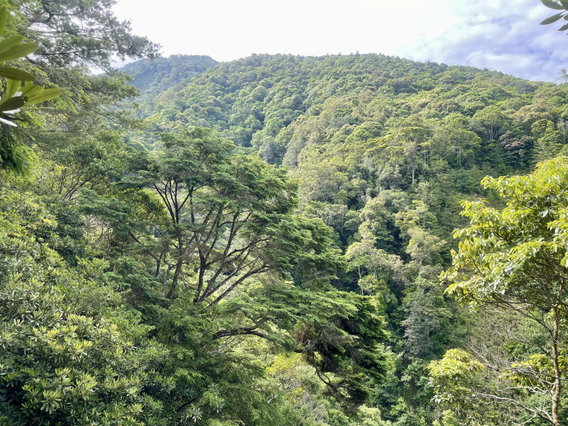 南松鶴上八仙山經東八仙山下八仙山森林遊樂區