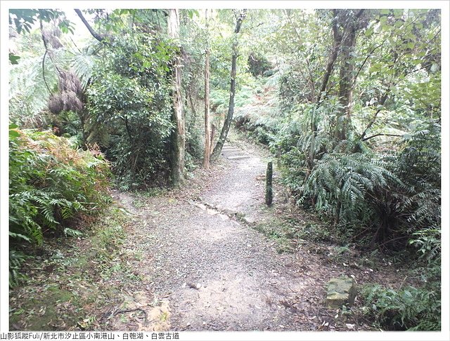 姜子寮山步道 (16).JPG - 姜子寮山步道櫻花