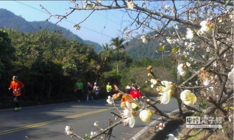 仁愛鄉眉原部落往惠蓀林場的路邊，即可觀賞到梅花盛開即景。（楊樹煌攝）