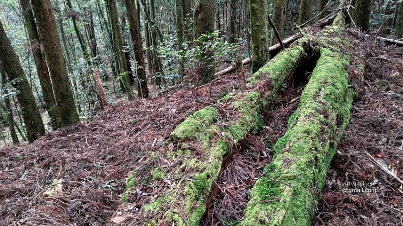 沙蓮山橫嶺山 (67).jpg