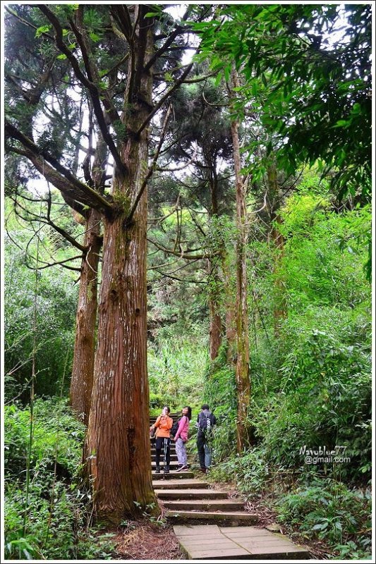 石壁木馬古道-五元二角-雲嶺之丘