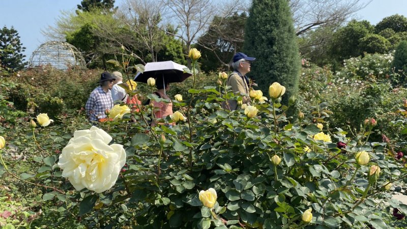 新聞 臺北玫瑰園花開燦爛玫瑰媽媽傳承有人 健行筆記