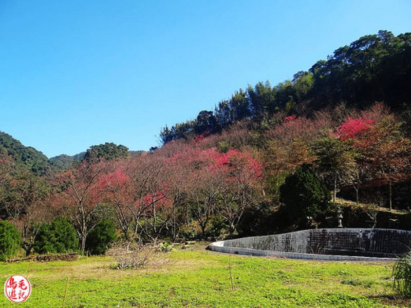 萬壽山櫻花林 (5).jpg