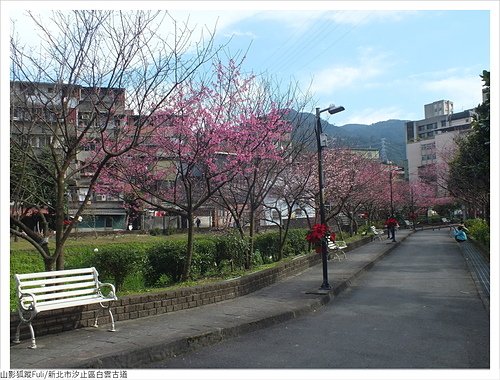 白雲古道 (8).JPG - 康誥坑溪山櫻花